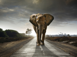 ein Elefant läuft