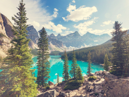 Bergsee und Wald
