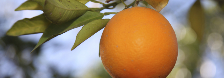 Orange auf dem Baum
